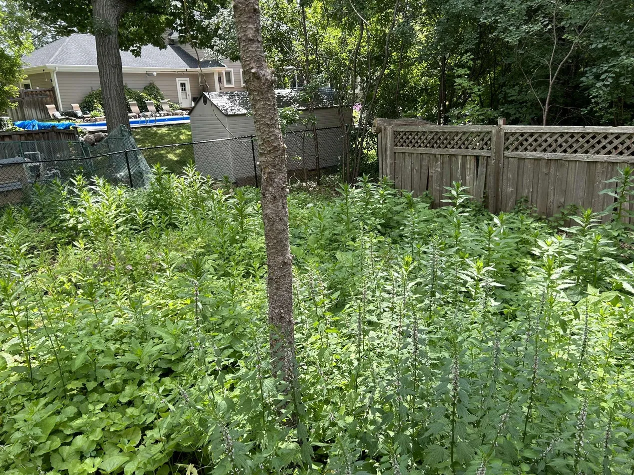 Backyard overgrown with weeds before service